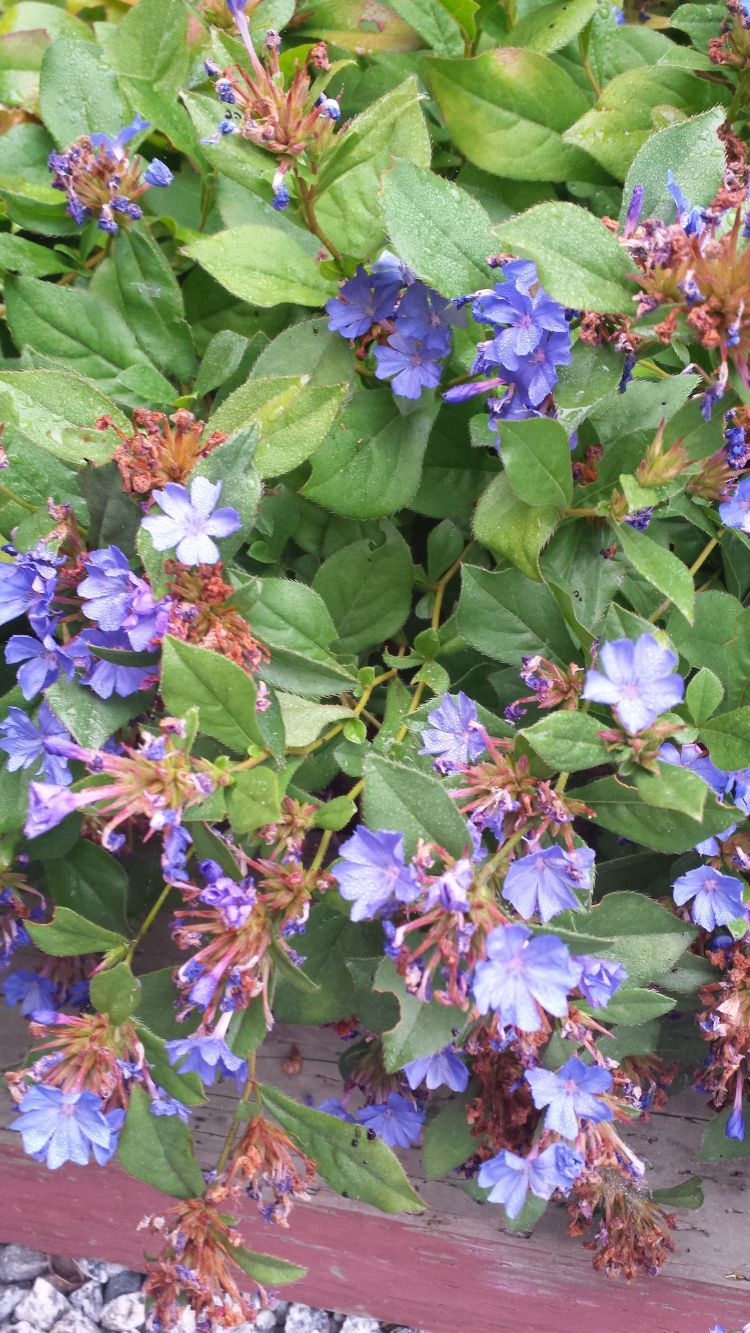 Ceratostigma plumbaginoides