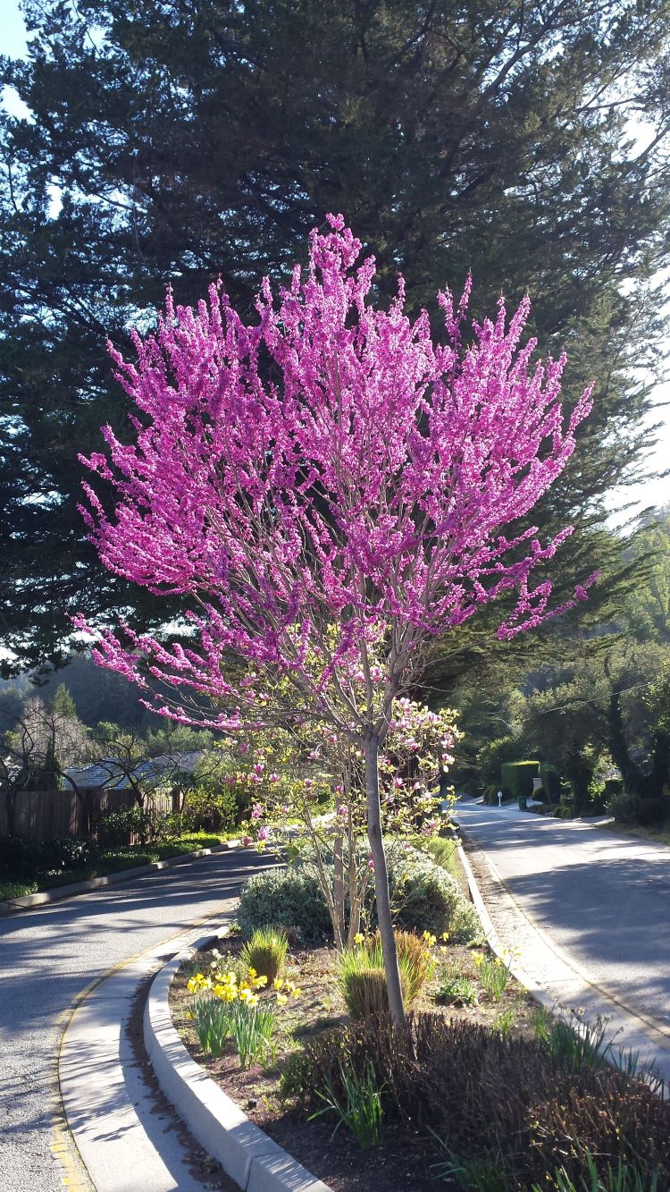 Eastern Redbud