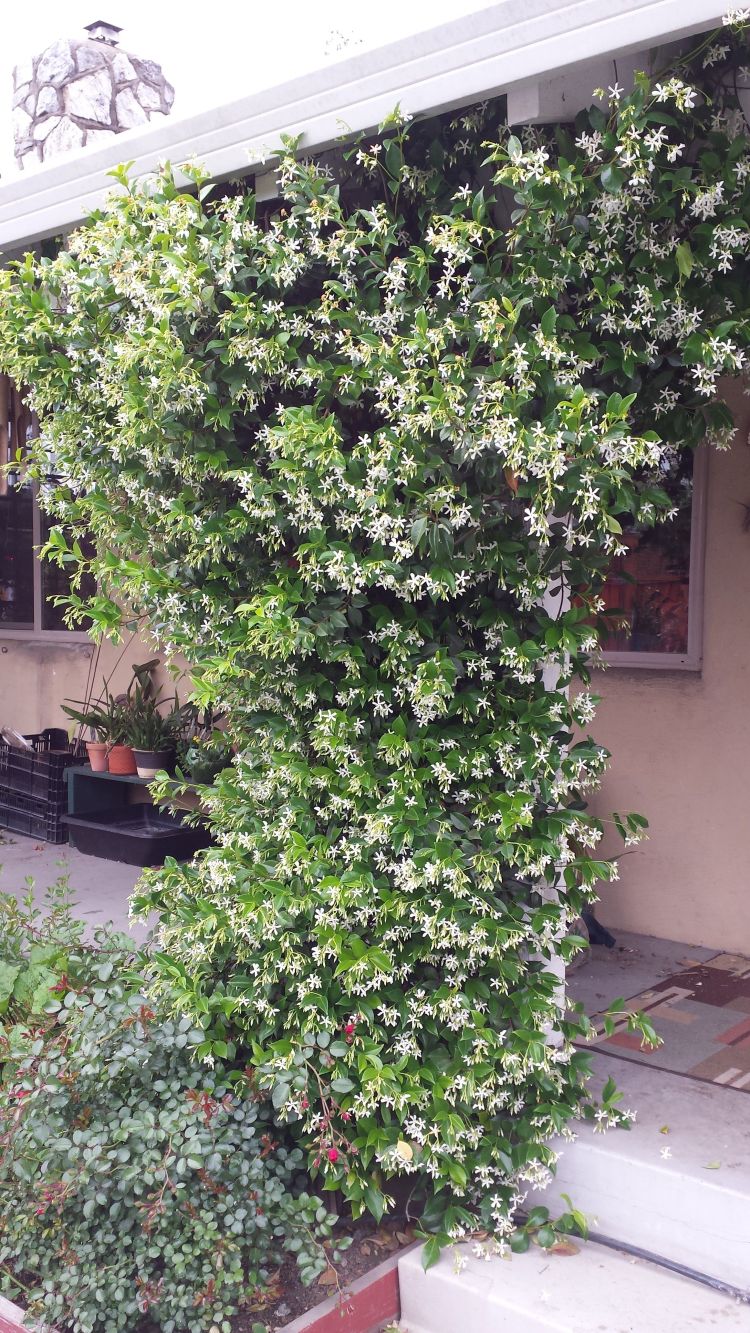 Trachelospermum jasminoides