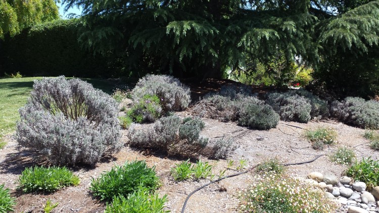 phonepix12-23-15-184